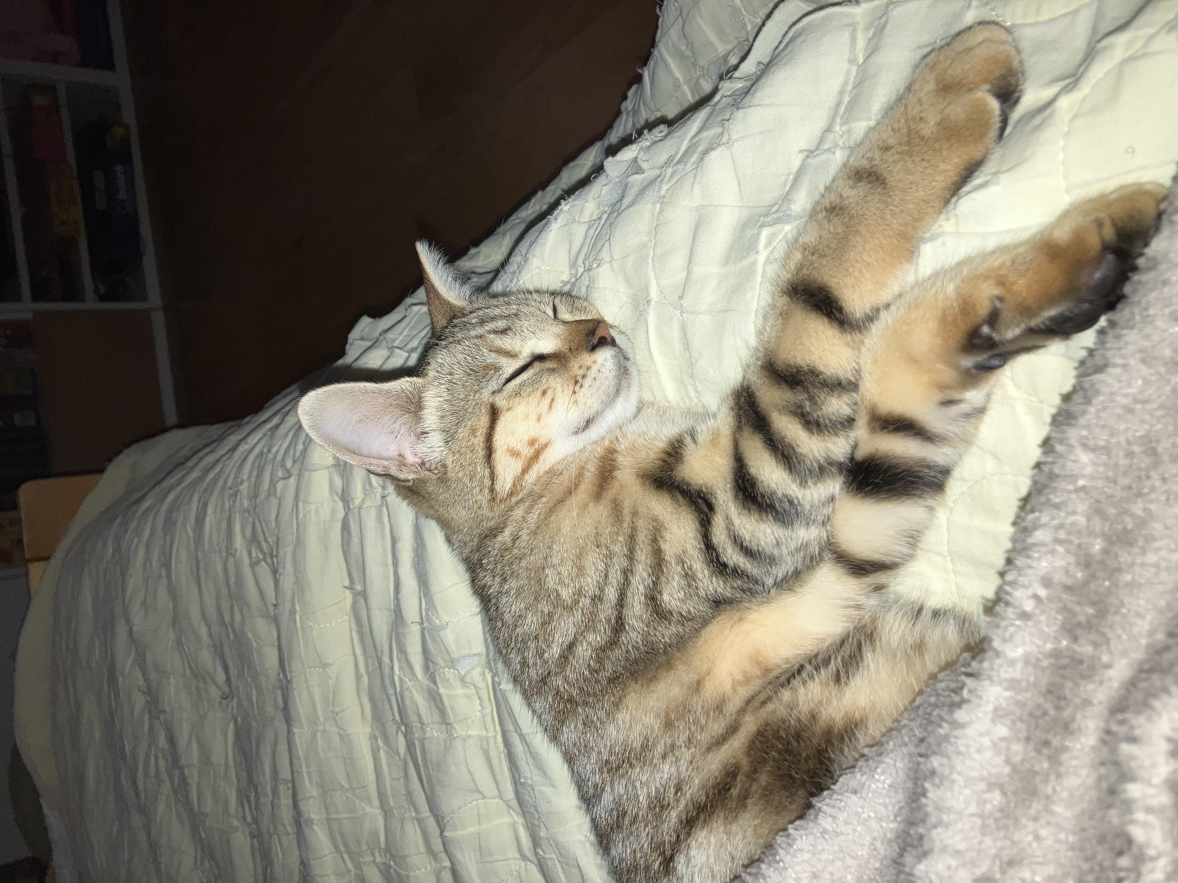 Hommage à notre chatte Mini, qui nous a quittés récemment, percutée par une voiture dans la rue. Elle a été la première à trouver refuge dans notre jardin et a inspiré la création de l'association.